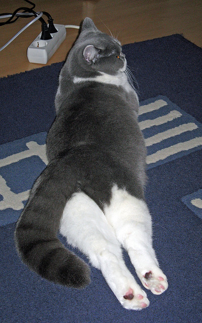 澳大利亚队团队赛制解析:从战术到团队精神的深度解构,澳大利亚小组赛