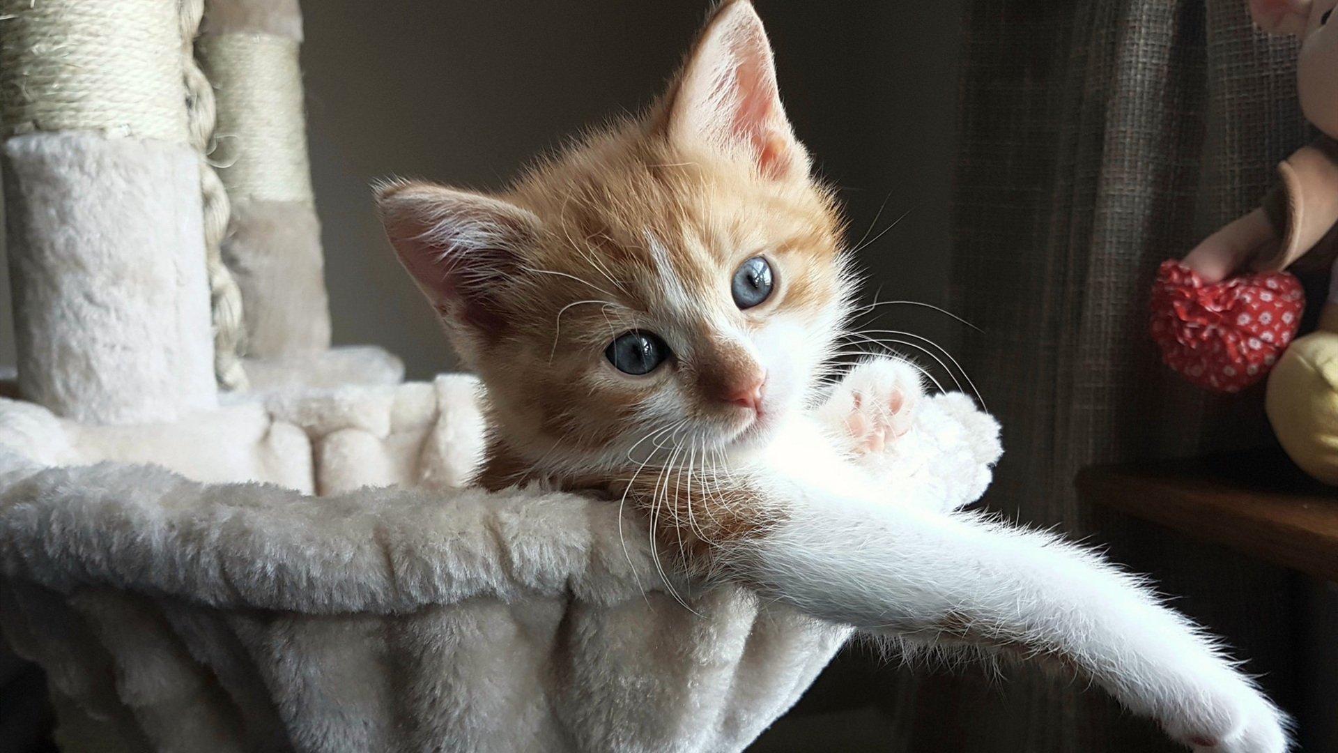 德甲攻势狂飙:攻防快节奏,场面火爆,德甲打法