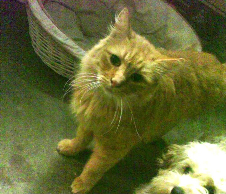 开云体育app下载-校园足球教师培训机制建立提升教学实践能力，校园足球教师培训心得体会