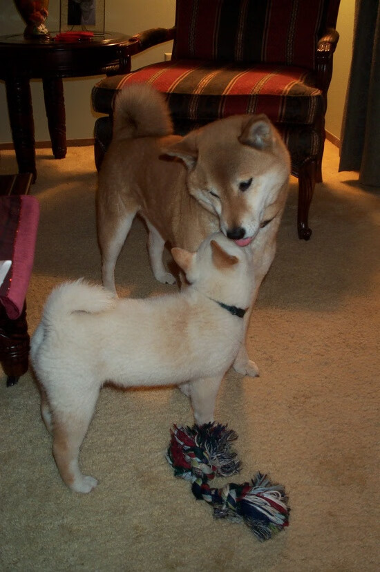 橄榄球志愿服务体系逐步完善,橄榄球专项运动员能上哪些大学