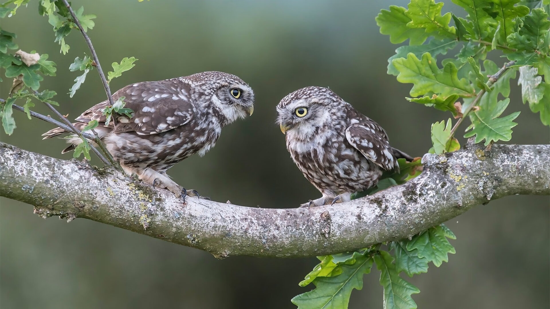 意甲团队合作：默契配合，共创辉煌！，意甲队伍关系