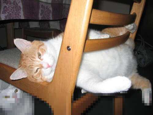 开云体育平台-Sgroi 引领小分队模式成意大利战术标签，意大利小组战绩